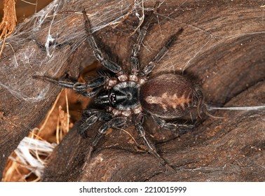 Ischnothele Guianensis (scatter-web Spiders), A Species Of Spiders In The Family Ischnothelidae (Mygalomorphae). 