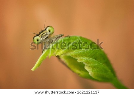 Ischnura elegans. Dragonfly sits on a green leaf and looks face to face. Funny face of a cute insect. Big eyes of a green dragonfly. Close up of the big eyes of a green dragonfly