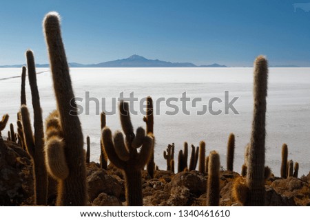 Similar – Cacti and salt lake