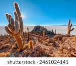 Isla Incahuasi (cactus island) Uyuni salt flat in Bolivia