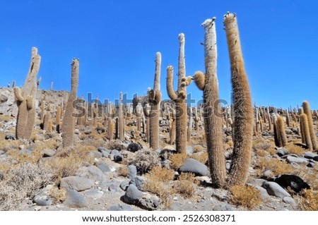 Similar – Cacti and salt lake