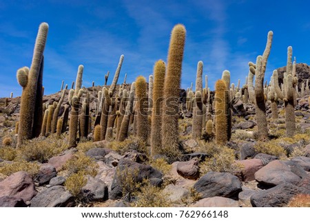 Similar – Cacti and salt lake