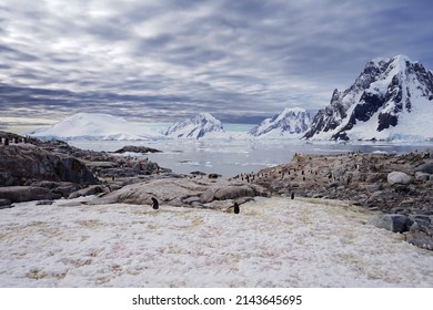 Island In Antarctica With Penguins