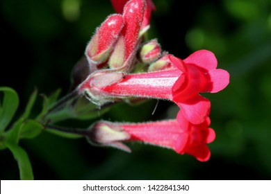 Island Bush Snapdragon, Gambelia speciosa also known as Galvezia speciosa, California native evergreen shrub with lime green leaves and red, snapdragon-like flowers