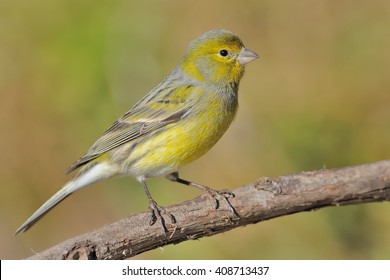 Island Canary - Serinus canaria on the branch in Tenerife, Canary Islands