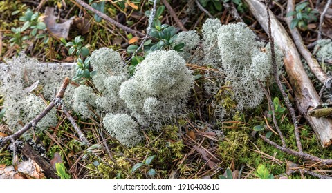 Island Cetraria Lichen Moss Beautiful Nature