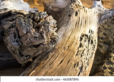 Island driftwood