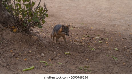Island Fox in Catalina Island, California