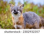 An island fox (Urocyon littoralis) poses on Santa Cruz Island in the Channel Islands National Park off the coast of Southern California, USA
