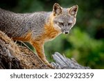 An island fox (Urocyon littoralis) poses on Santa Cruz Island in the Channel Islands National Park off the coast of Southern California, USA
