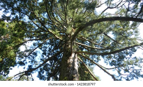 Island Mainau Germany - May 2019: Redwood Tree (Sequoioideae)