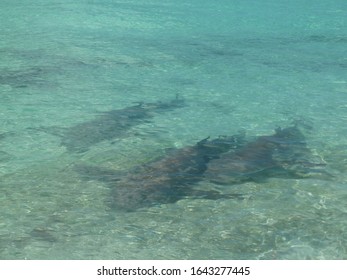 Ouvéa Island In New Caledonia: Shark