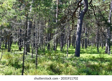 Island of Sandhamn in Sweden, beautiful forest full of blueberries, berries, mushrooms, pick up, fruits, summer, time, sport, hiking, riding a bikde, tour, trail, 
