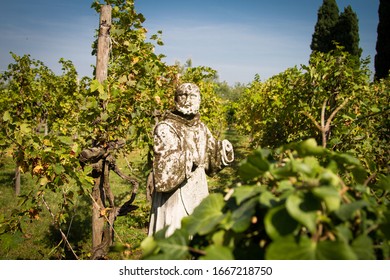 Island Of Torcello Italy Vineayard