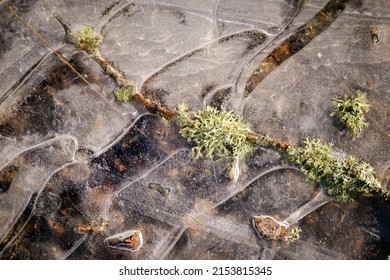 Islandic Lichen Branch In Ice