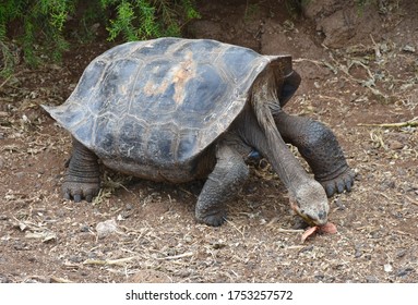 Galápagos Islands / Ecuador - 2017: A giant tortoise at the breeding center on Isabela Island in the Galapagos. The Center houses 69 breeding adults and produces approximately 250 young per year