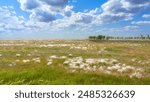 Islands of white grass in the endless steppe of Kalmykia on a clear spring day. Beautiful cumulus clouds over the green expanses of the steppe.