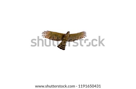 Islated view of Hawk