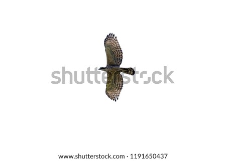 Islated view of Hawk