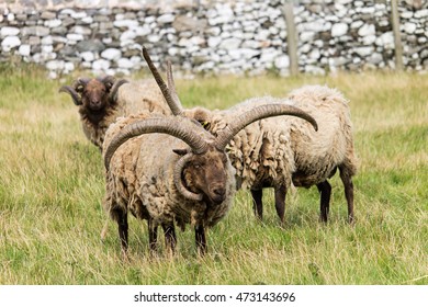 Manx Sheep Images, Stock Photos & Vectors | Shutterstock