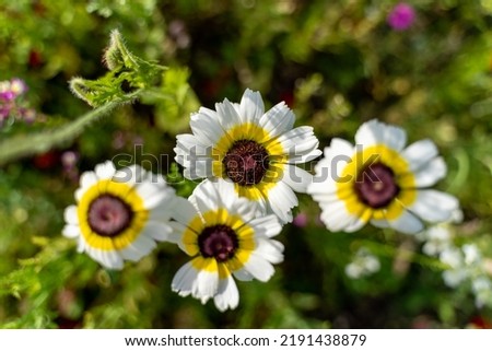 Ismelia carinata, the tricolour chrysanthemum, tricolor daisy, or annual chrysanthemum, is an ornamental plant native to north Africa that is cultivated as a garden plant and grows as a weed.