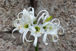 Ismene Deflexa Flowering Plant In Greenhouse