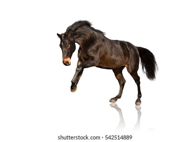 Isolate Of Bay Horse Running On White Background