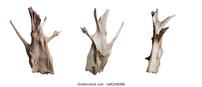 Isolate of beautiful timber set use for decorating in the aquarium on white background with clipping path.