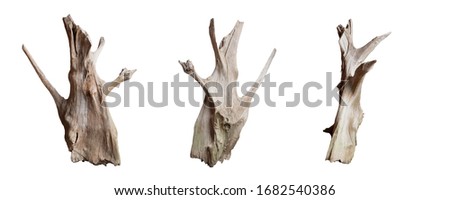 Isolate of beautiful timber set use for decorating in the aquarium on white background with clipping path.