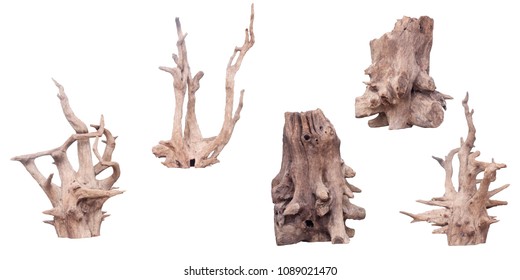 Isolate of beautiful timber use for decorating in the aquarium on white background with clipping path.