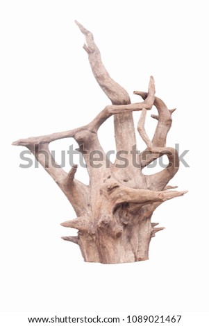 Isolate of beautiful timber use for decorating in the aquarium on white background with clipping path.