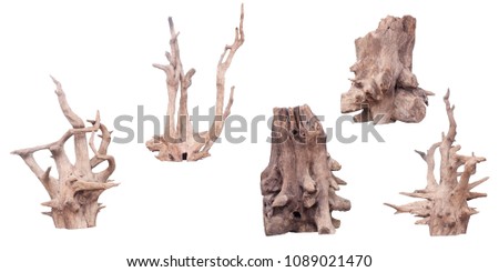 Isolate of beautiful timber use for decorating in the aquarium on white background with clipping path.