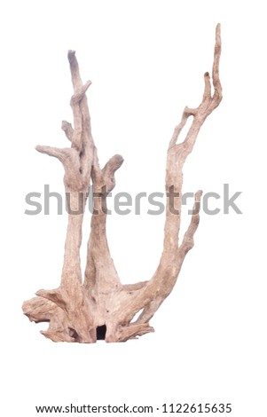 Isolate of beautiful timber use for decorating in the aquarium on white background with clipping path.