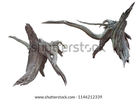 Isolate of beautiful two timber use for decorating in the aquarium on white background with clipping path.