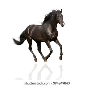 Isolate Of The Black Horse Galloping On The White Background