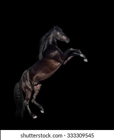 isolate of the black reared horse on the black background