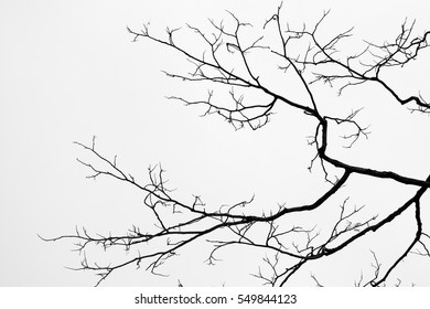 3,628 Nude branch Images, Stock Photos & Vectors | Shutterstock