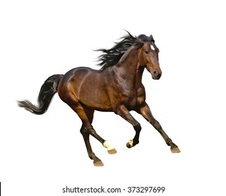 isolate of the brown horse galloping on the white background