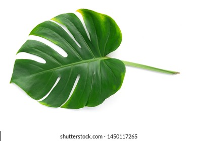 504,905 Big green leaf Images, Stock Photos & Vectors | Shutterstock