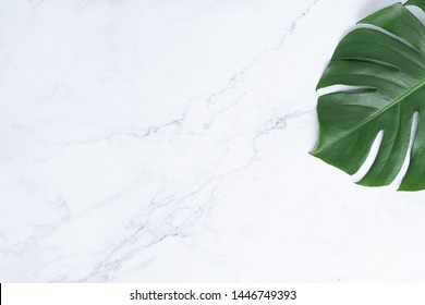 Isolate Dunkelgrüne Monstera große Blätter, philodendron tropische Blattpflanze, die in freier Wildbahn auf weißem, mabelbedecktem Hintergrund wachsen Konzept für flache Sommer-Grünblattstruktur Regenwald florale