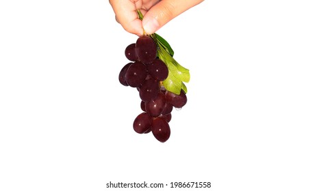 Isolate, Hand Holding  Bunch Of Grapes, White Background.