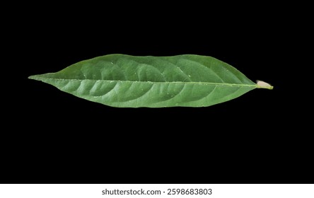 isolate, isolated, leaf, background, back, nature, natural