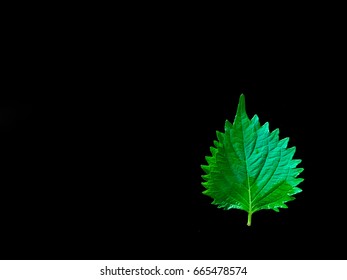 Isolate leaf on black background.