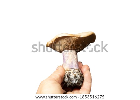 Image, Stock Photo mushroom Food