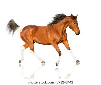isolate of the piebald horse on the white background