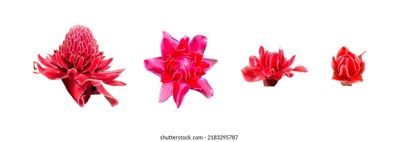 isolate red torch ginger flowers, 4 sizes from bloom to bud, on a white background. - Shutterstock ID 2183295787