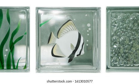 Isolate See Through Clear Square Bathroom Glass Block Cube Stall Panel With Moorish Idol Fish Illustration And Circle Bubble Rough Texture Pattern .Use For Object And Material. Array In Two Grid Line.