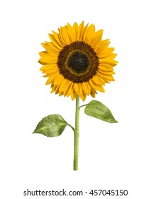 Isolate sunflower with branch