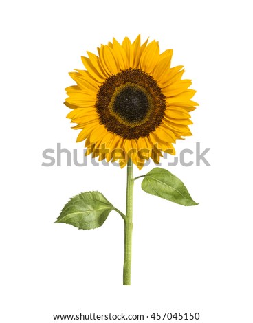 Isolate sunflower with branch