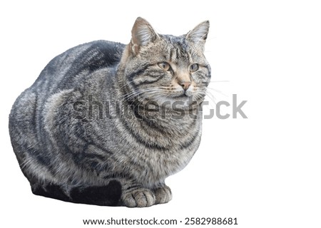 Isolate of tabby cat. The stray cat is sitting on the street.